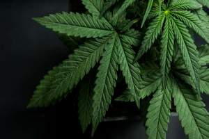 Ease Up On Marijuana Use Laws, Power Poll Members Say article image